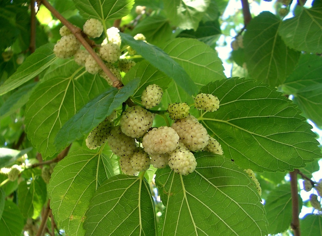 White Mulberry Leaf