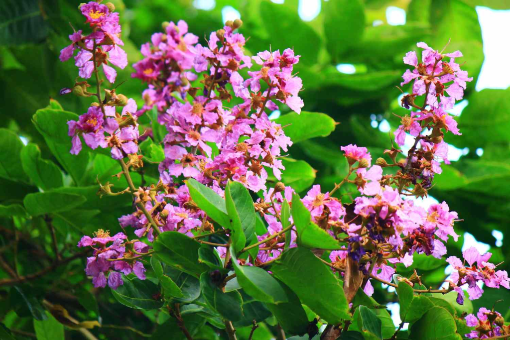 Banaba Leaf 